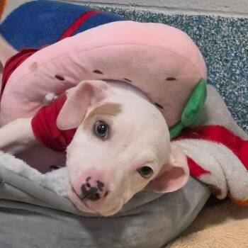 Roo -  Mixed Breed Dog for Adoption in Greensboro, North Carolina - Roo | PetCurious