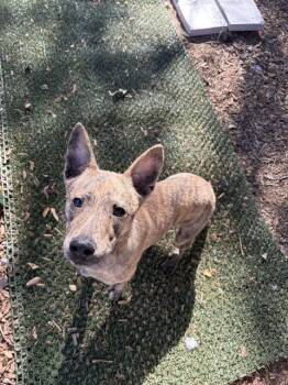 Kaizen -  Australian Cattle Dog Blue Heeler Dog for Adoption in Salt Lake City, Utah - Kaizen | PetCurious
