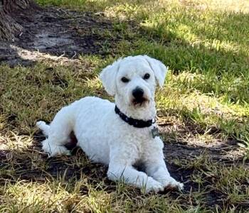 Kiko -  Bichon Frise and Poodle Dog for Adoption in Texarkana, Texas - Kiko | PetCurious