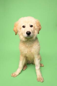 Great Pyrenees and Mixed Breed Dogs Available for Adoption in Fort Worth, Texas - Colorado | PetCurious