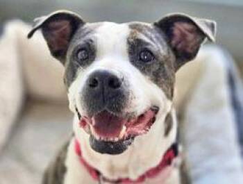 Rescue Mixed Breed Dogs for Adoption in Fernandina Beach, Florida - OPAL | PetCurious