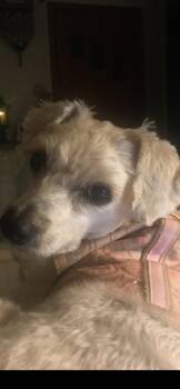 Bisou -  Yorkshire Terrier and Poodle Dog for Adoption in Irwin, Pennsylvania - Bisou | PetCurious