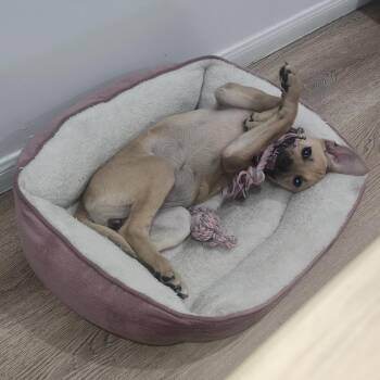 Abby -  Labrador Retriever and English Bulldog Dog for Adoption in Austin, Texas - Abby | PetCurious