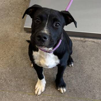 Mixed Breed Dogs Available for Adoption in Las Cruces, New Mexico - 106423 | PetCurious