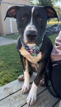 Rescue Pit Bull Terrier and Mixed Breed Dogs for Adoption in Tulsa, Oklahoma - REESE | PetCurious