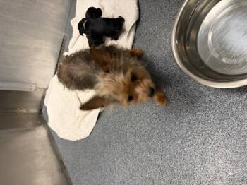 A1290506 -  Yorkshire Terrier Dog for Adoption in Dallas, Texas - A1290506 | PetCurious