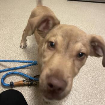 Mabli -  Pit Bull Terrier and Mixed Breed Dog for Adoption in Bristol, Indiana - Mabli | PetCurious