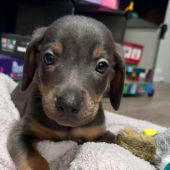 Donut -  Mixed Breed Dog for Adoption in Myrtle Beach, South Carolina - Donut | PetCurious