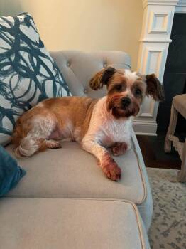 Sadie -  Shih Tzu Dog for Adoption in Homer Glen, Illinois - Sadie | PetCurious