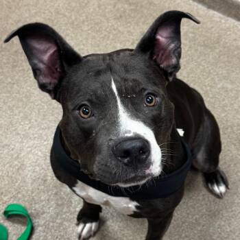 Angel -  Pit Bull Terrier Dog for Adoption in Hinesville, Georgia - Angel | PetCurious