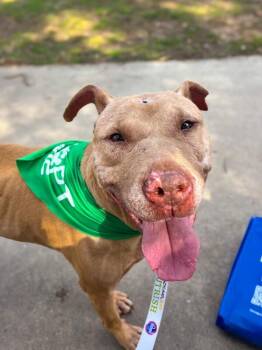 Stewart -  Mixed Breed Dog for Adoption in Cincinnati, Ohio - Stewart | PetCurious