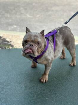 SHIMMER -  Pit Bull Terrier and French Bulldog Dog for Adoption in Margate, Florida - SHIMMER | PetCurious