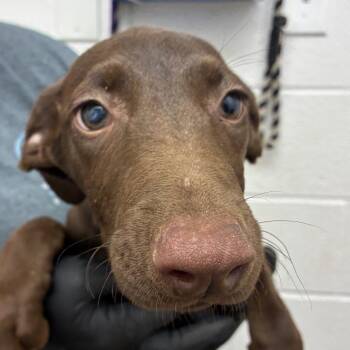 Toph -  Doberman Pinscher and Mixed Breed Dog for Adoption in Corpus Christi, Texas - Toph | PetCurious