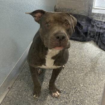 Ricky -  Pit Bull Terrier Dog for Adoption in Charlottesville, Virginia - Ricky | PetCurious