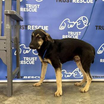 THADIUS -  Terrier Dog for Adoption in Waterford, New Jersey - THADIUS | PetCurious