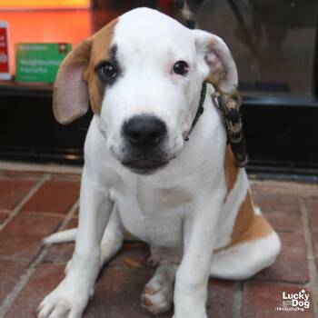 TJ -  Labrador Retriever and Pointer Dog for Adoption in Washington, District Of Columbia - TJ | PetCurious