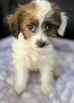 Shih Tzu and Miniature Poodle Dogs Available for Adoption - Teddi | PetCurious
