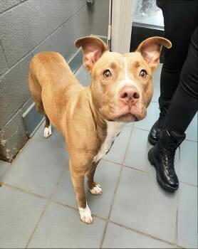 Pickles -  Mixed Breed Dog for Adoption in Nashville, Tennessee - Pickles | PetCurious