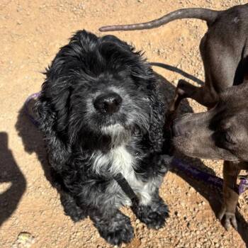 Mixed Breed and Poodle Dogs Available for Adoption in Las Vegas, Nevada - Charcoal | PetCurious