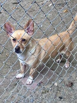 Rescue Corgi Dogs for Adoption in Richmond, Virginia - Willow | PetCurious