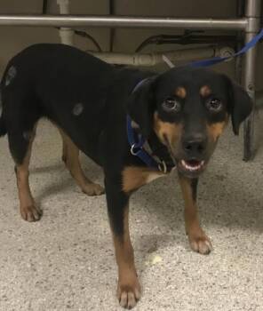 Rottweiler Dogs Available for Adoption in Conroe, Texas - A427988 | PetCurious