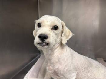 MISTER -  Maltese and Mixed Breed Dog for Adoption in Tulsa, Oklahoma - MISTER | PetCurious