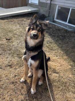 German Shepherd Dog Dogs Available for Adoption in Winnipeg, Manitoba - Gus | PetCurious