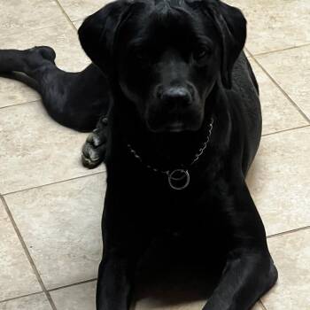 Buddy Williams - Home to Home -  Mixed Breed Dog for Adoption in South Elgin, Illinois - Buddy Williams - Home To Home | PetCurious
