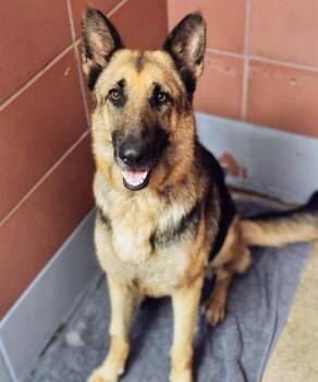 German Shepherd Dog and Mixed Breed Dogs Available for Adoption in Houston, Texas - BERLIN | PetCurious
