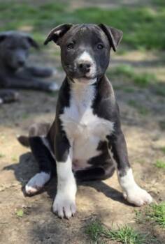 Pit Bull Terrier Dogs Available for Adoption in Okemah, Oklahoma - Sleepy | PetCurious