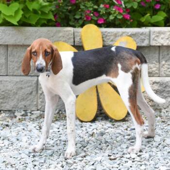 Maury -  Hound Dog for Adoption in Wake Forest, North Carolina - Maury | PetCurious