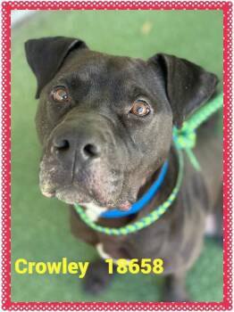 Pit Bull Terrier Dogs Available for Adoption in Marietta, Georgia - CROWLEY | PetCurious