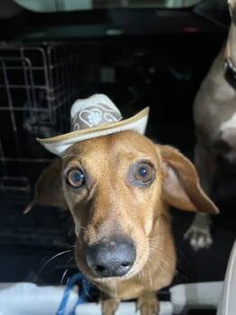 Dachshund and Mixed Breed Dogs Available for Adoption in Fort Worth, Texas - Chuy | PetCurious