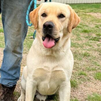 Yellow Labrador Retriever Dogs Available for Adoption in Stormville, New York - CT Bennie | PetCurious