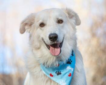 Rescue Great Pyrenees Dogs for Adoption in Colorado Springs, Colorado - Shunka | PetCurious