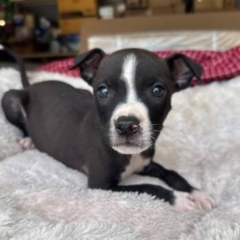 Houston -  Mixed Breed Dog for Adoption in Madison, Wisconsin - Houston | PetCurious