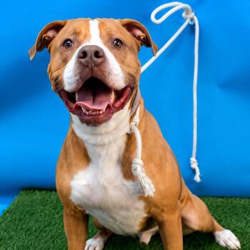 Tanner -  Terrier Dog for Adoption in Weare, New Hampshire - Tanner | PetCurious
