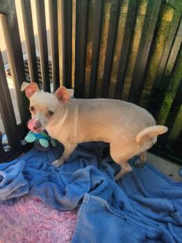 Rescue Chihuahua Dogs for Adoption in Dallas, Texas - Chiquita | PetCurious