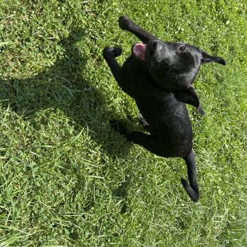 Carson -  Mixed Breed Dog for Adoption in Circleville, Ohio - Carson | PetCurious