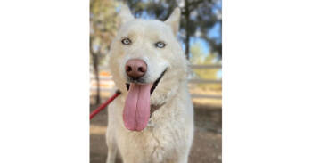 Rescue Siberian Husky Dogs for Adoption in Naperville, Illinois - Tina | PetCurious