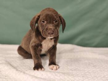 Haven -  Labrador Retriever Dog for Adoption in West Palm Beach, Florida - Haven | PetCurious