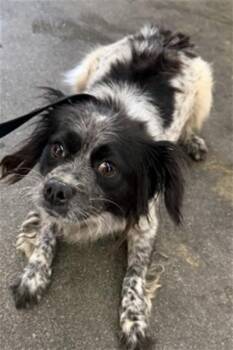 BEATRICE -  Chihuahua and Mixed Breed Dog for Adoption in San Bernardino, California - BEATRICE | PetCurious