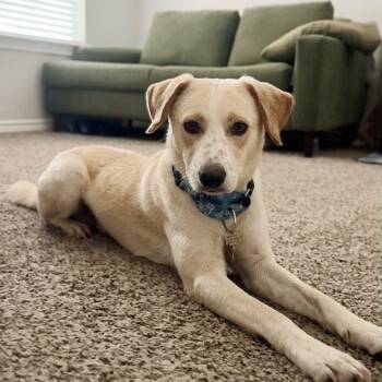 Biscuit -  Labrador Retriever Dog for Adoption in Houston, Texas - Biscuit | PetCurious