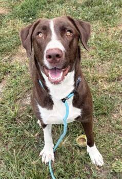 Pecan -  Mixed Breed Dog for Adoption in New Albany, Indiana - Pecan | PetCurious
