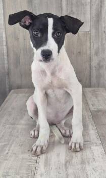 Marble -  Terrier and Mixed Breed Dog for Adoption in Shreveport, Louisiana - Marble | PetCurious
