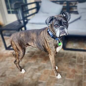 Boxer Dogs Available for Adoption in Monticello, New York - Abbie | PetCurious