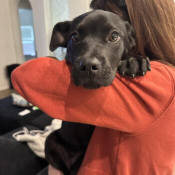 Black Labrador Retriever and Mixed Breed Dogs Available for Adoption - Shadow | PetCurious