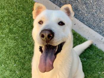 Shar Pei and Mixed Breed Dogs Available for Adoption in Moreno Valley, California - ARIEL | PetCurious