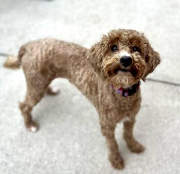 Sunny -  Poodle and Cockapoo Dog for Adoption in Egg Harbor City, New Jersey - Sunny | PetCurious