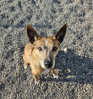 Australian Cattle Dog Blue Heeler Dogs Available for Adoption in Billings, Montana - Pepper | PetCurious